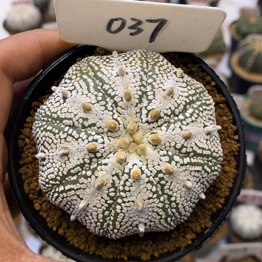 变***样037福利特价来了哦亲测