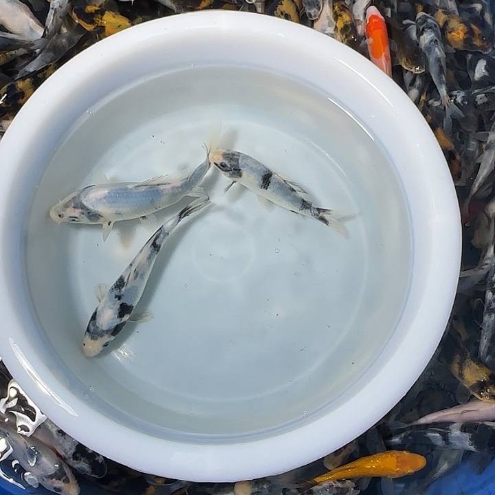 太***神锦鲤锦鲤的故事是