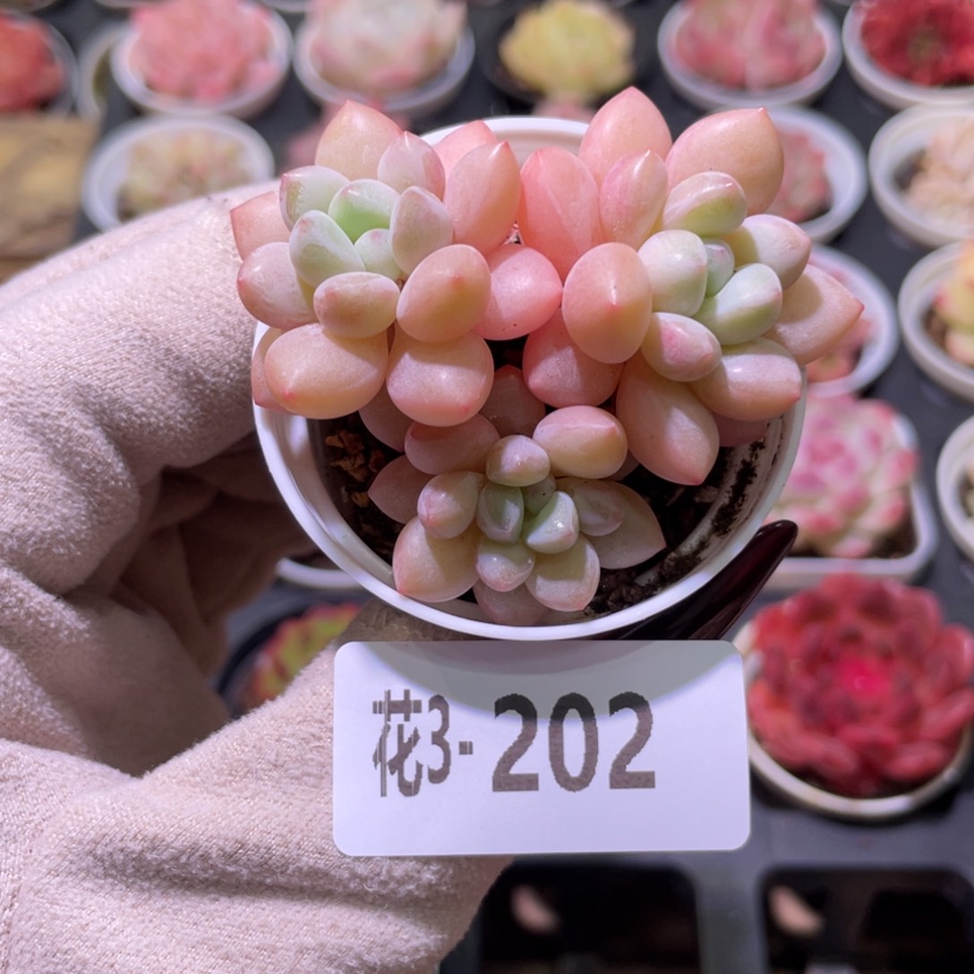 花利美3-202泡泡糖
