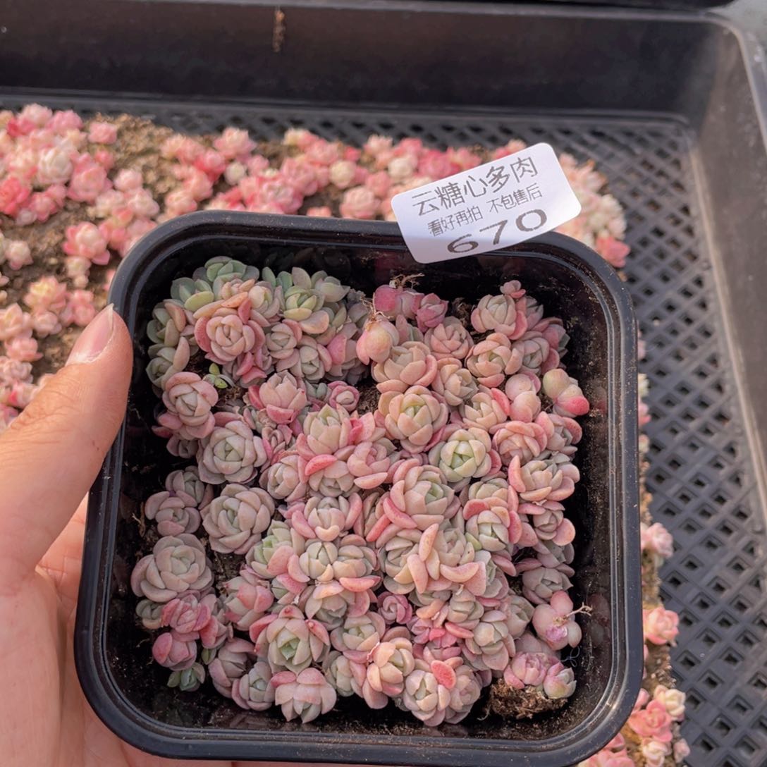 云糖心多肉植物670