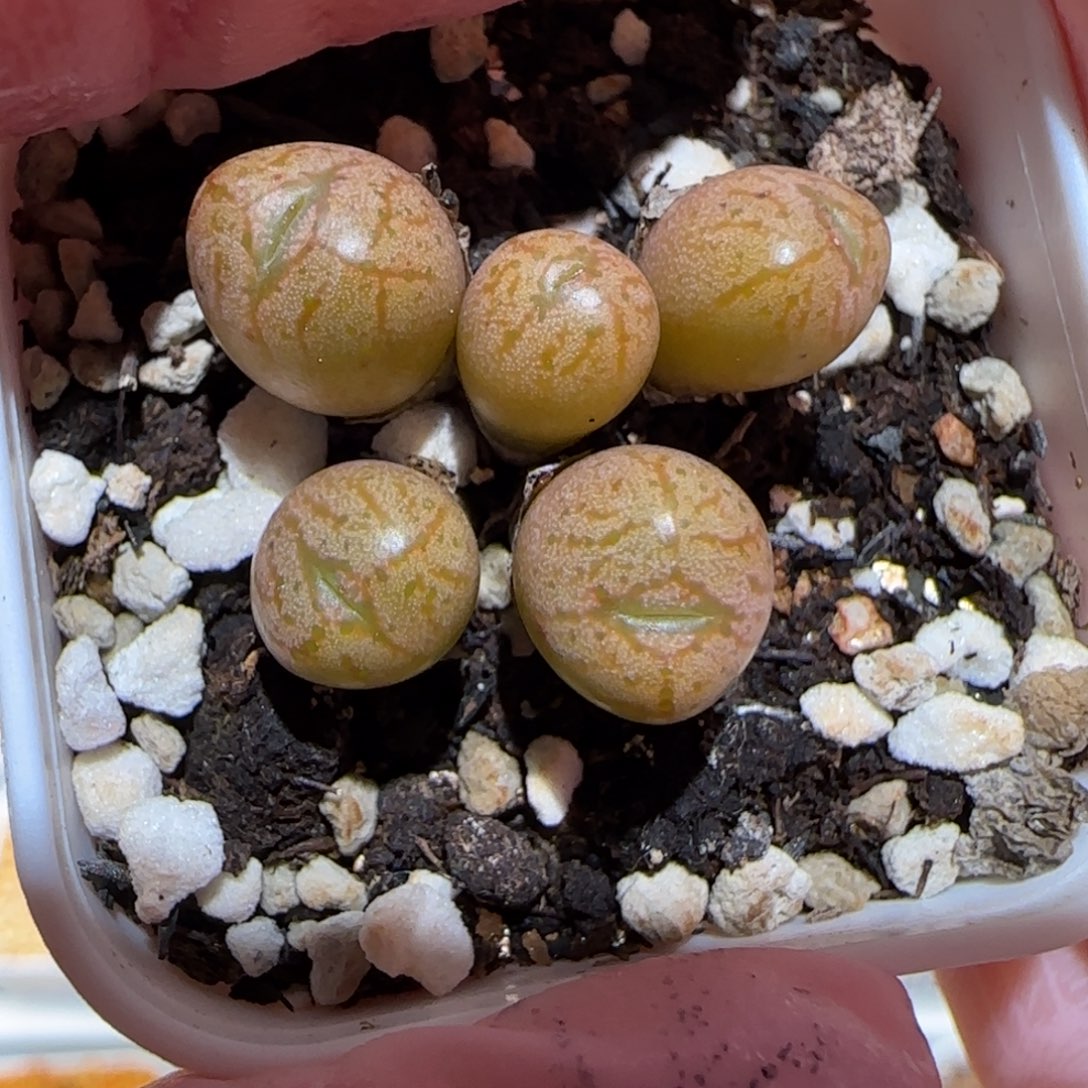 肉锥多肉植物百科-杂交1312