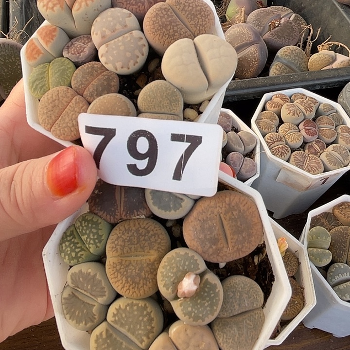 可****、生石花2盒79711