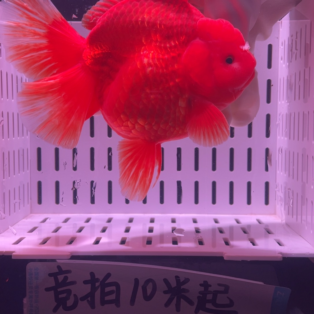 金鱼泰狮金鱼渔场直发