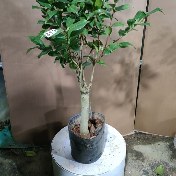 313朱露之舞，原盆原土发货，不包邮