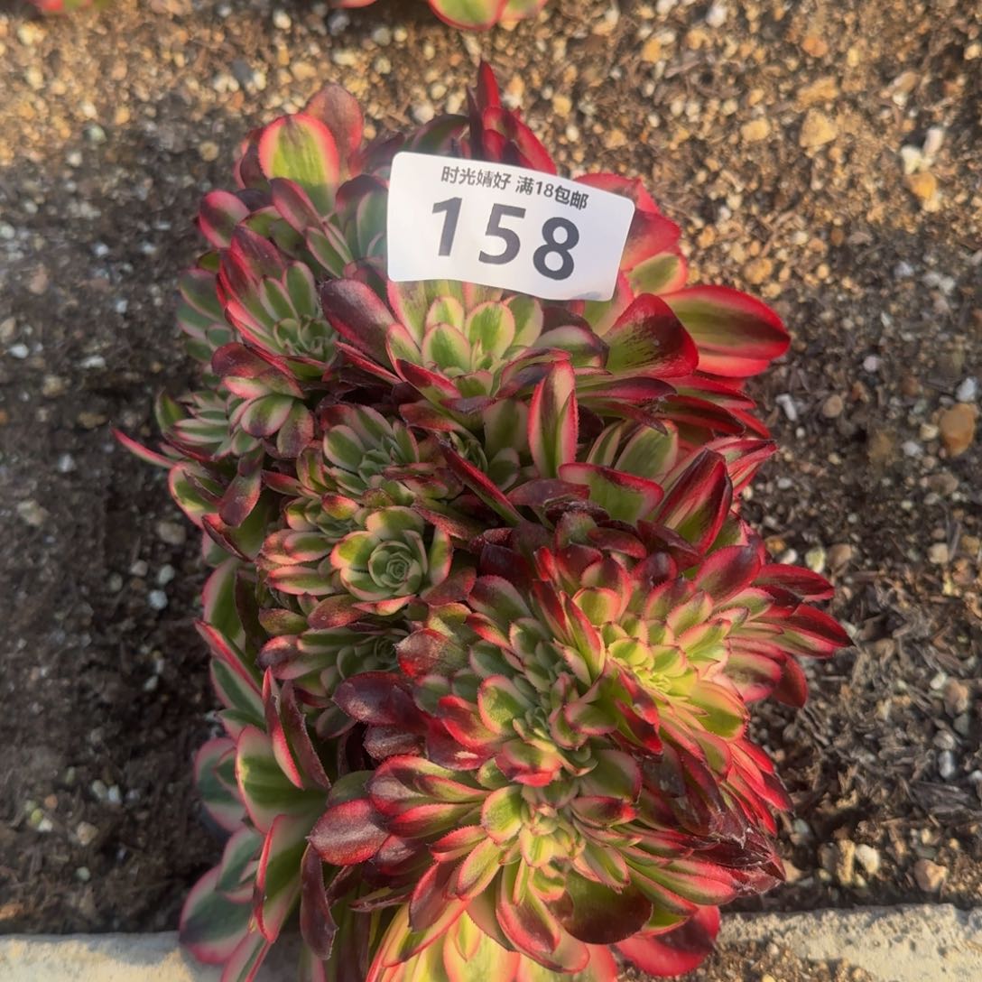 158荔枝缀化。多肉植物