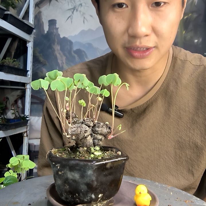 月****?中青园艺一物一拍103