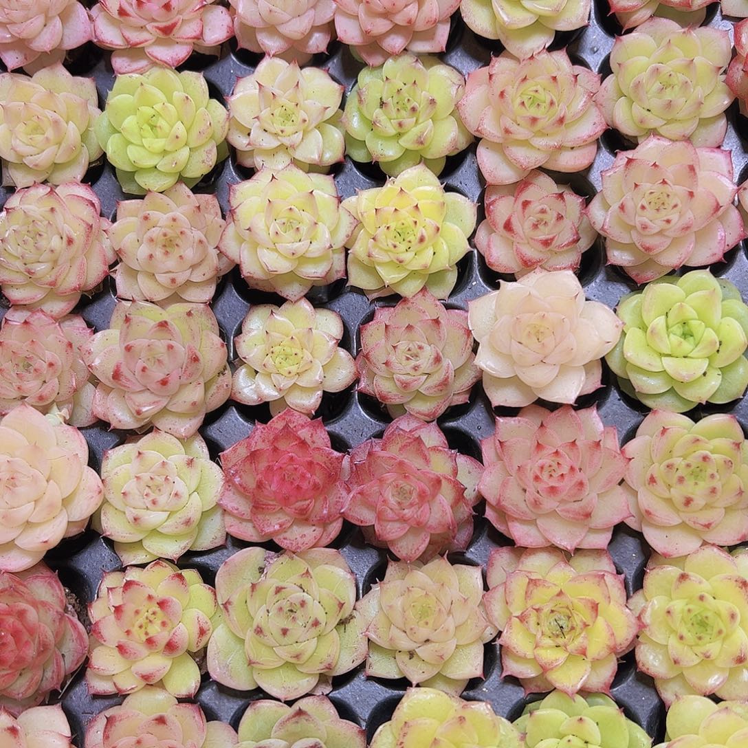 三代精品冰麦秆11个19包邮混色