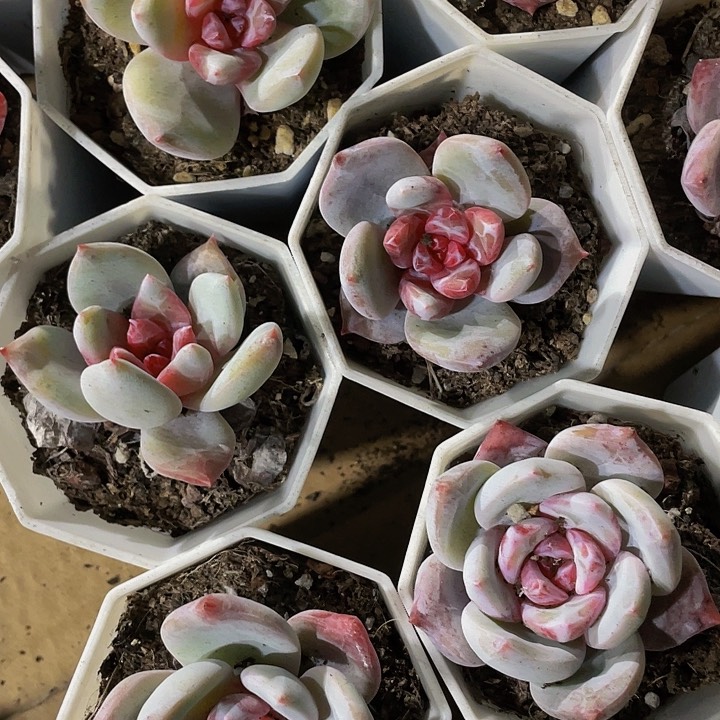 八角盆糖心雪天使