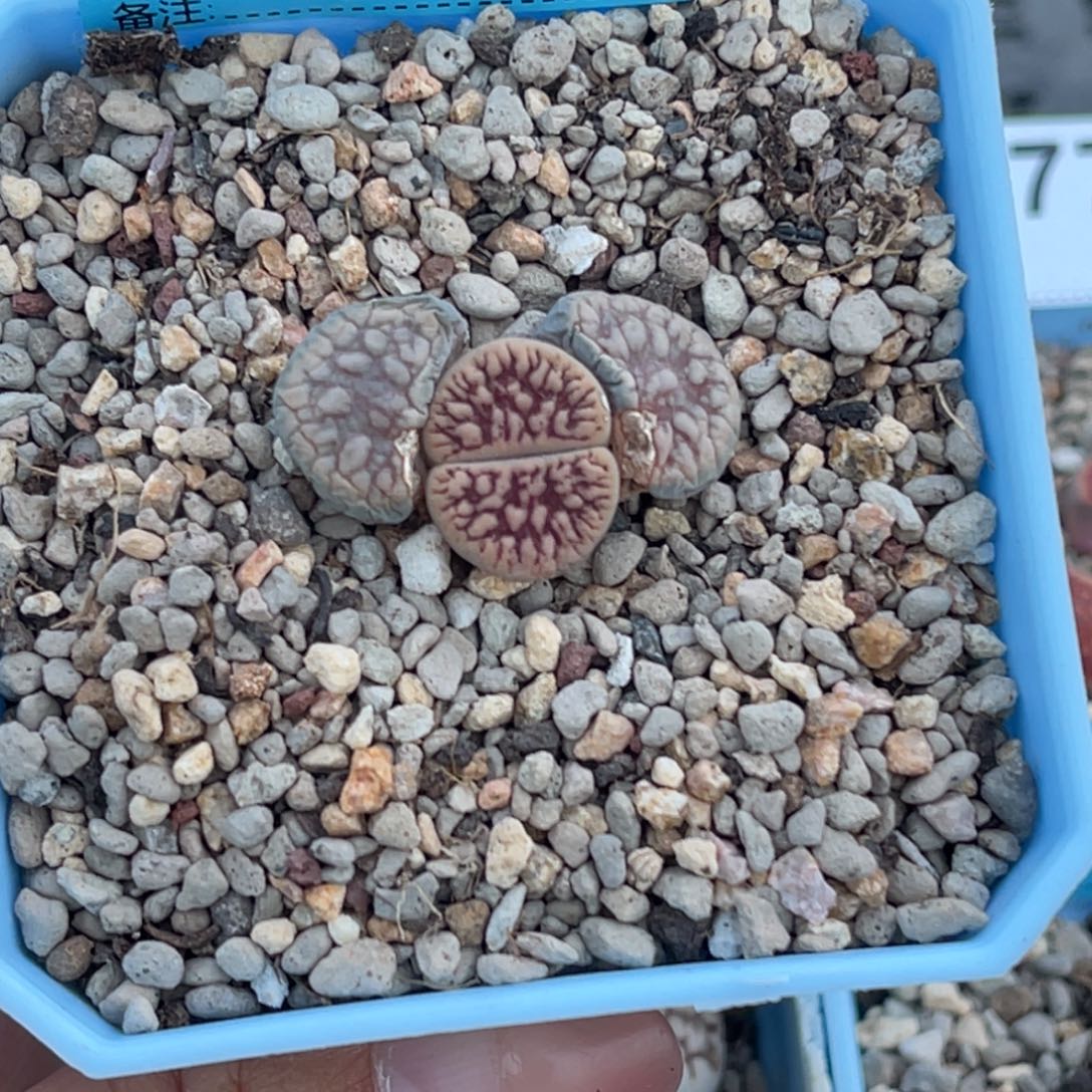 迷****6693红纹线招福一颗