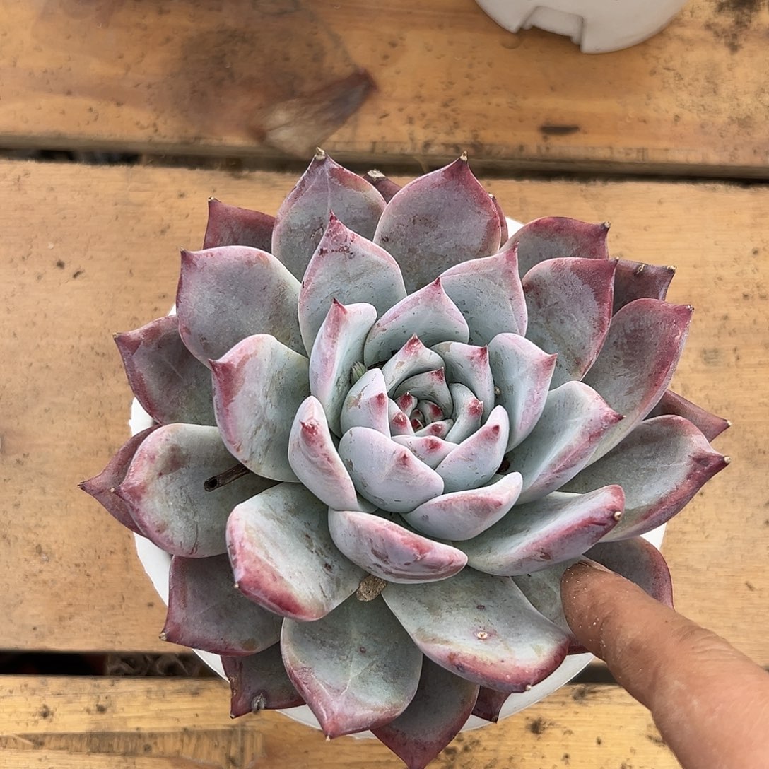 多肉植物北极熊闪购