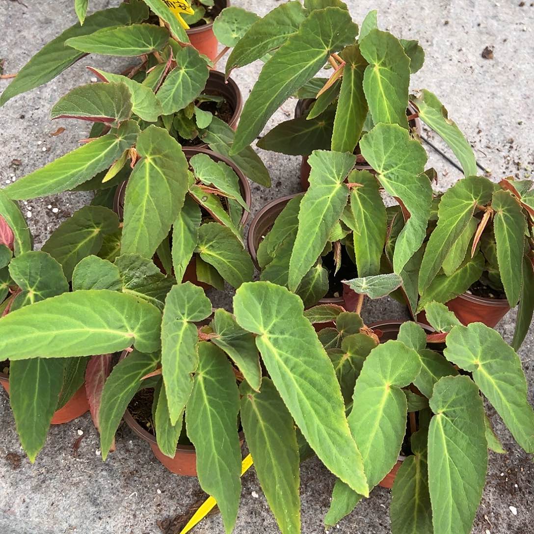 无花朵18朱丽安秋海棠福利闪购