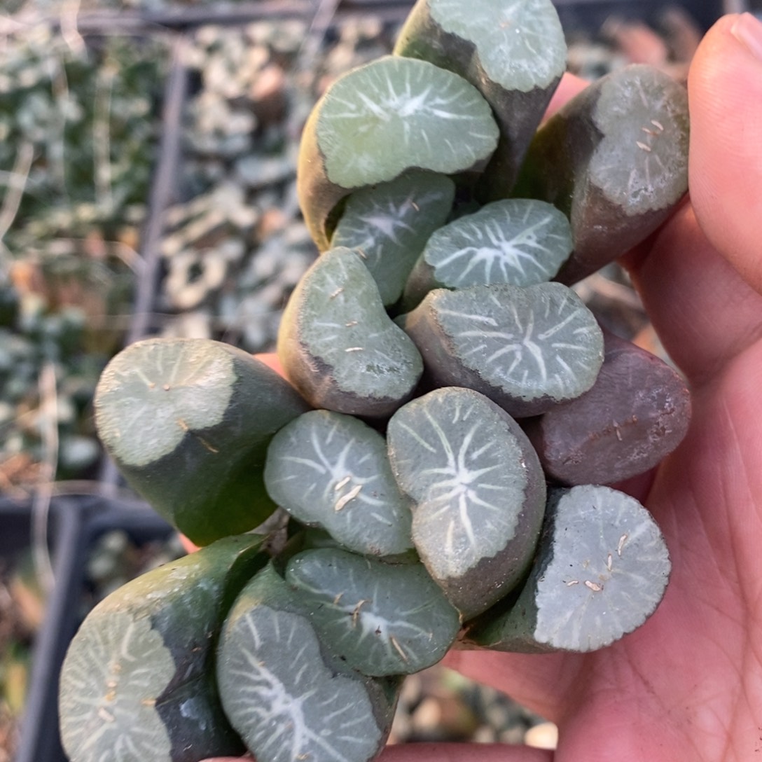 923 一颗实生大万象 整点福利