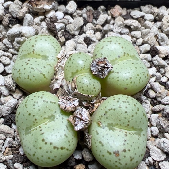 【闪购商品】 1052。        