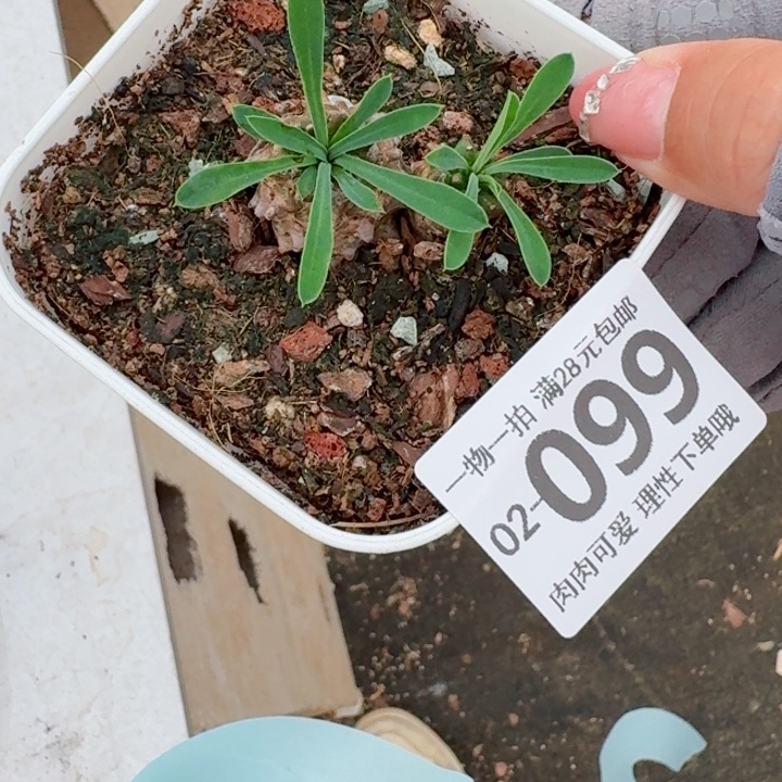 峨眉山多肉植物多肉