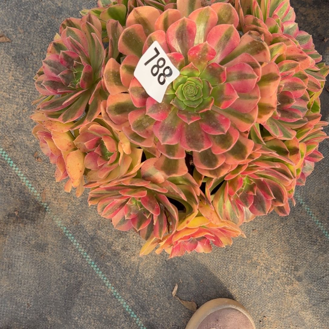 788雨河多肉植物紧追