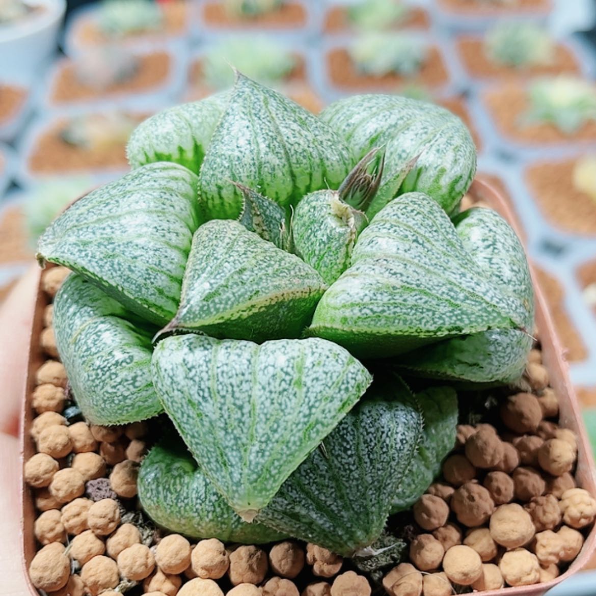 【闪购商品】翡翠白银