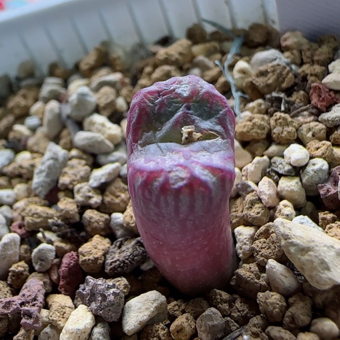 2-4-6-6全场8.8折满58包邮mf3大长腿脱土