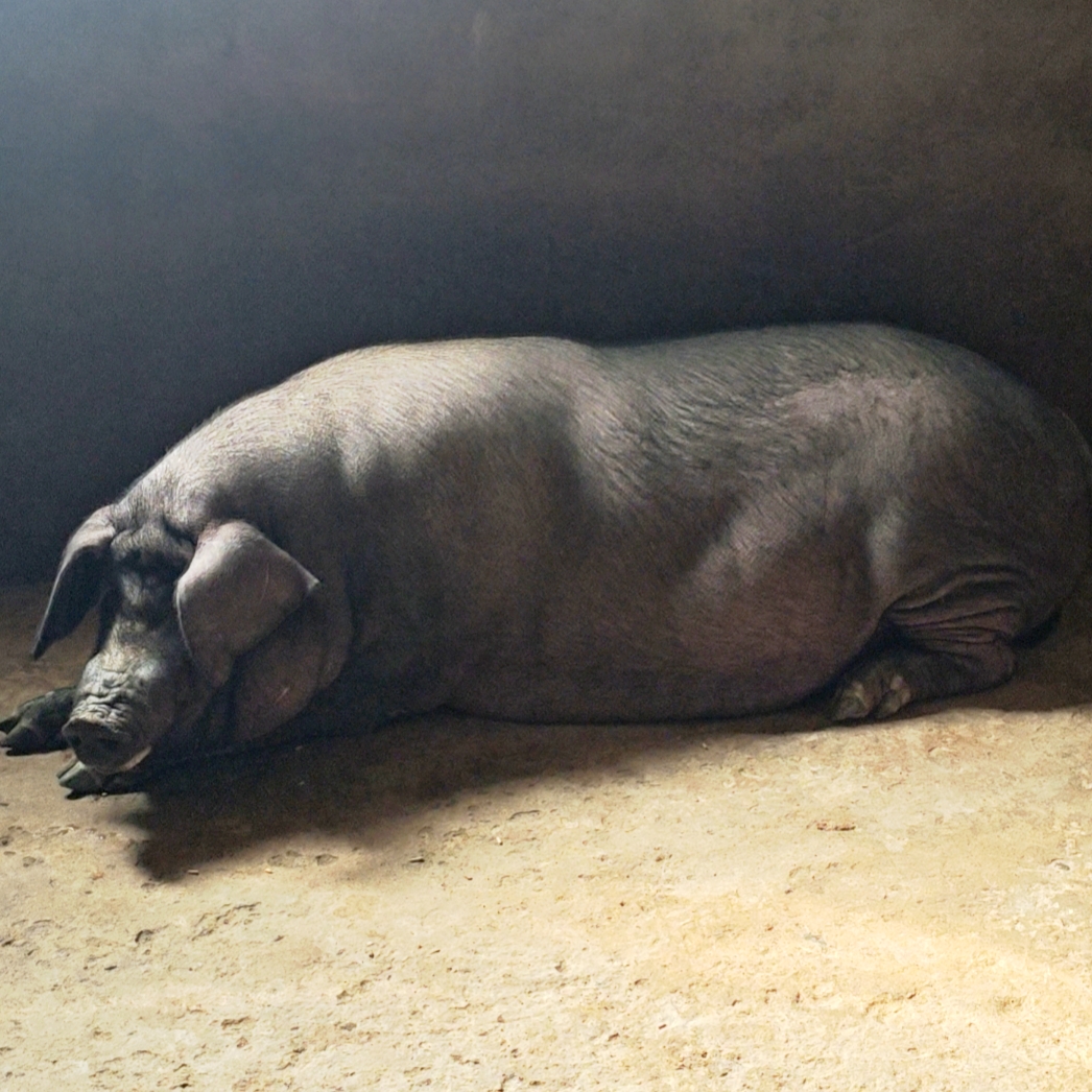 b大山里的新鲜黑毛土猪肉熟食喂养京东发货