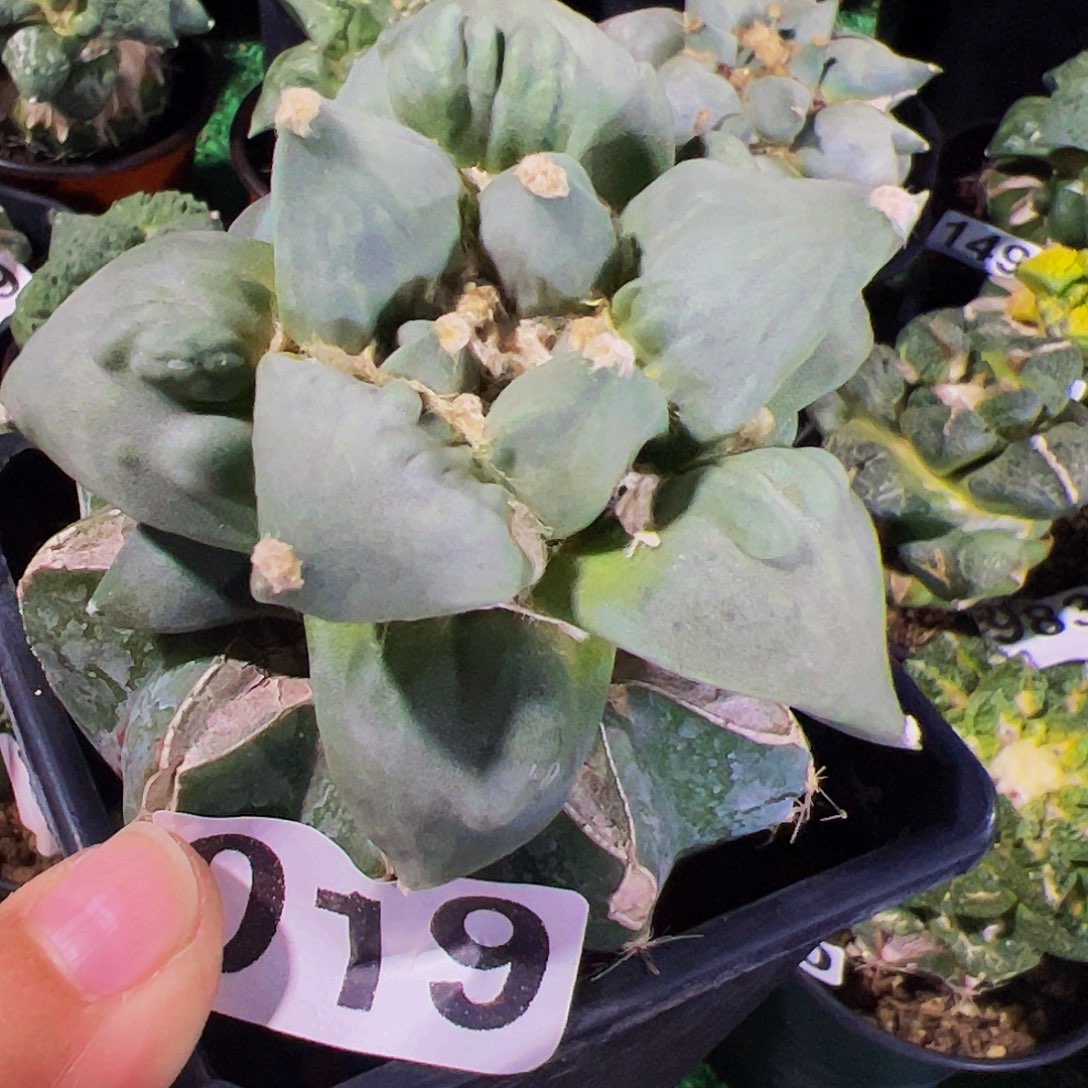 无花朵福利蓝白肌怒涛牡丹019