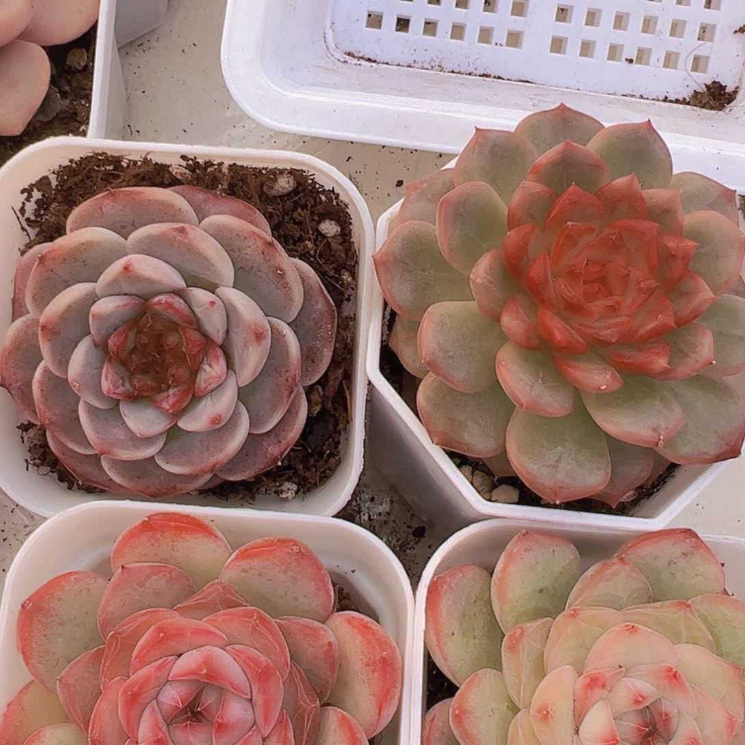 302玉笛组合19包邮多肉