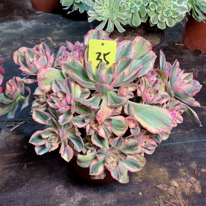 35青花瓷多肉111111