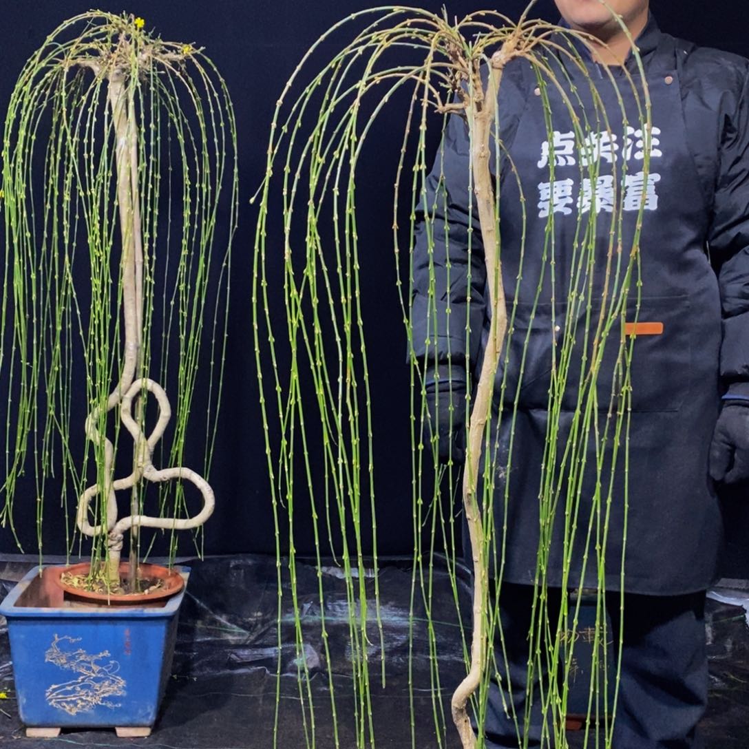三台迎春，一物一拍，
