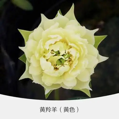 碗莲开花包对版，，