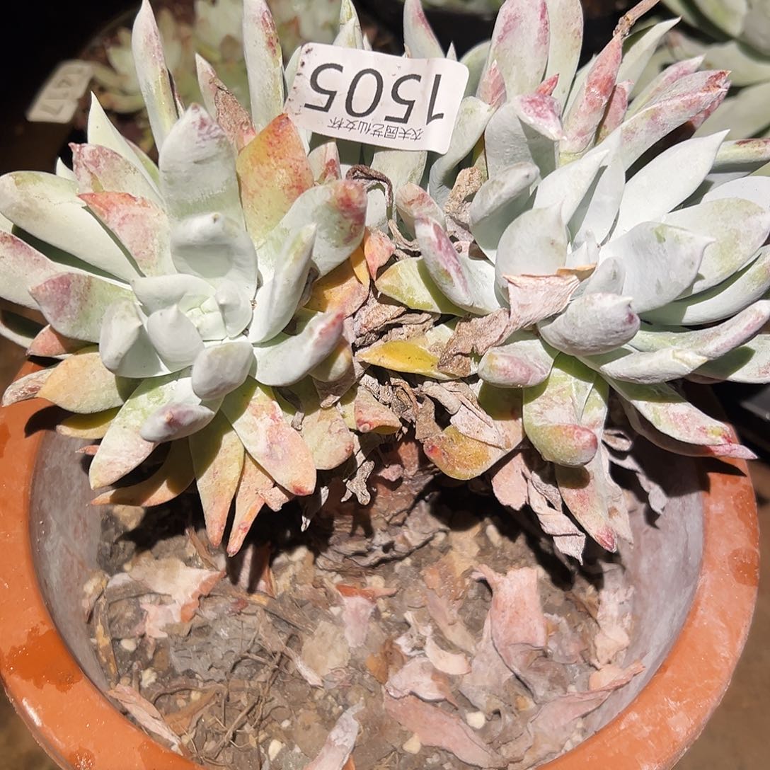 农**哥3代杂交仙女杯多肉。