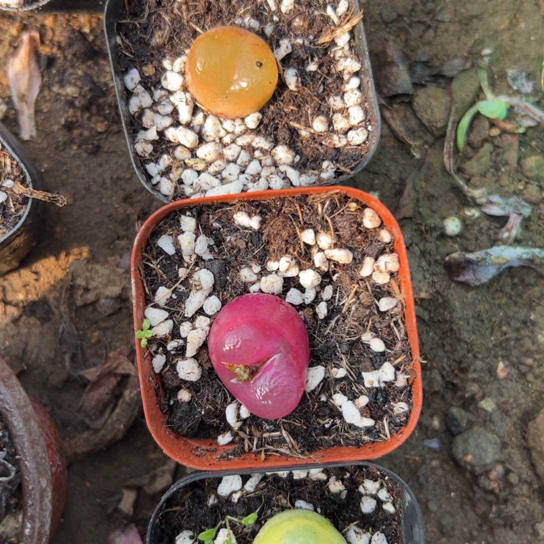 多洛我哦哦哦植物营养液