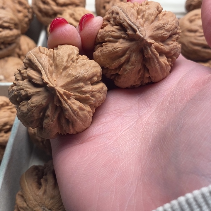 霸王龙全品无修一刀没动