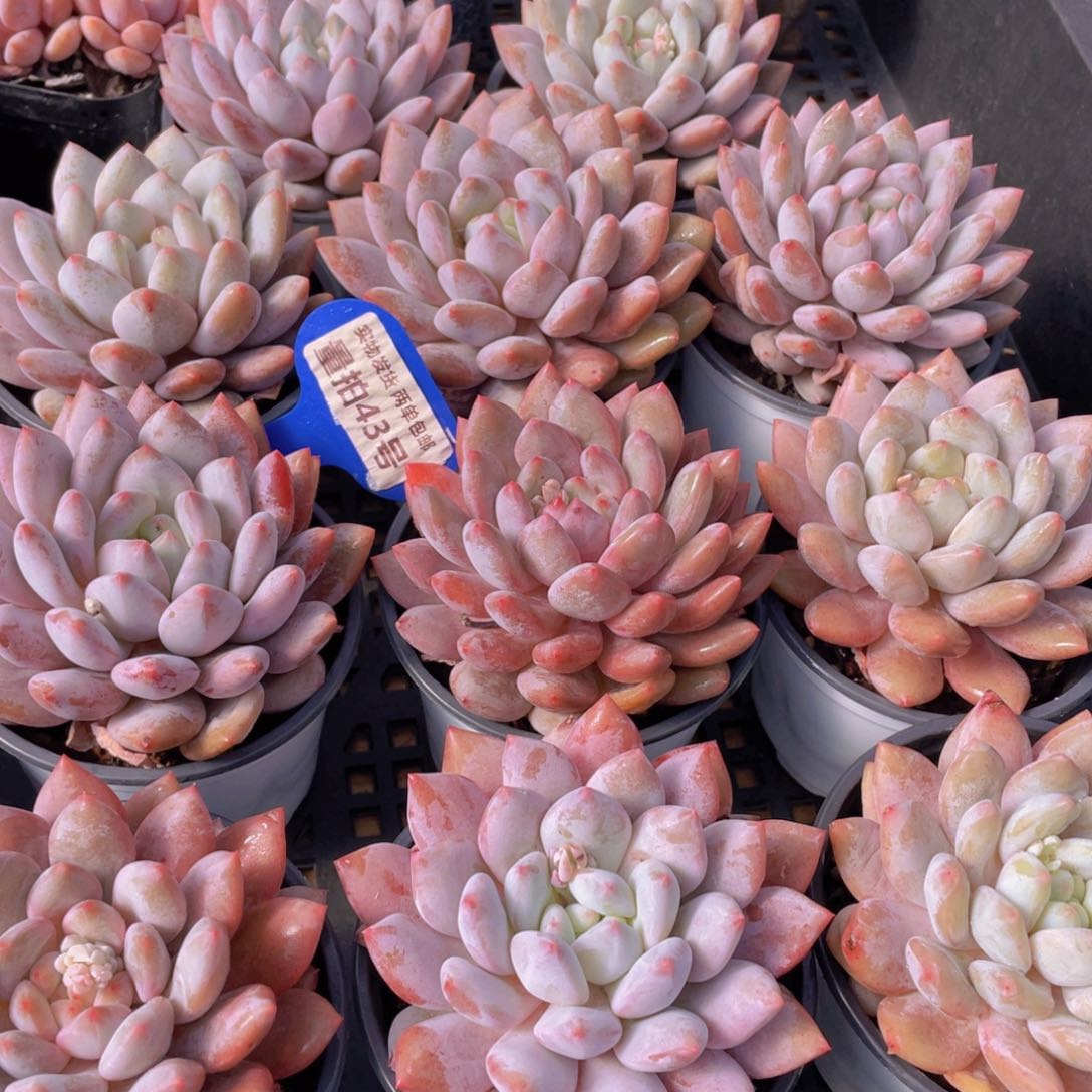 量拍43号 半夏多肉母本大单头一个