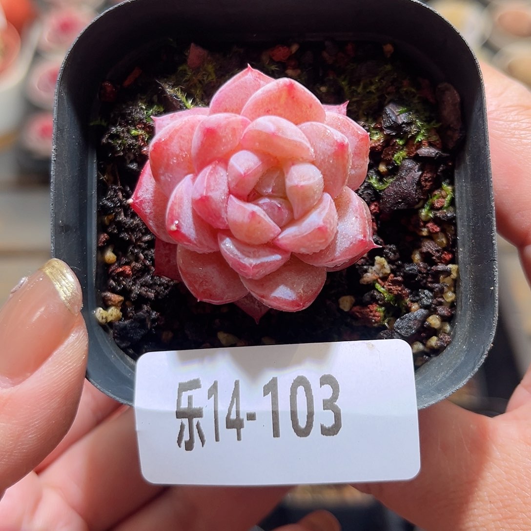 乐14-103 粉钻单头