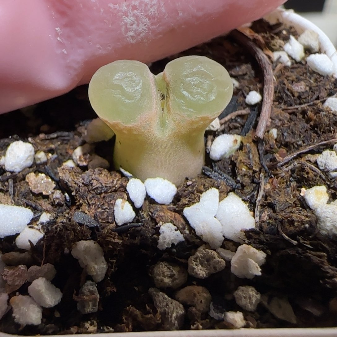 肉锥多肉植物百科26-粉樱965