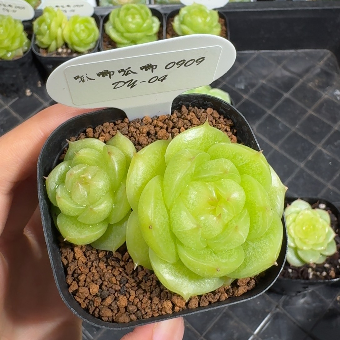 周***函0909-4-灵耀双头一颗