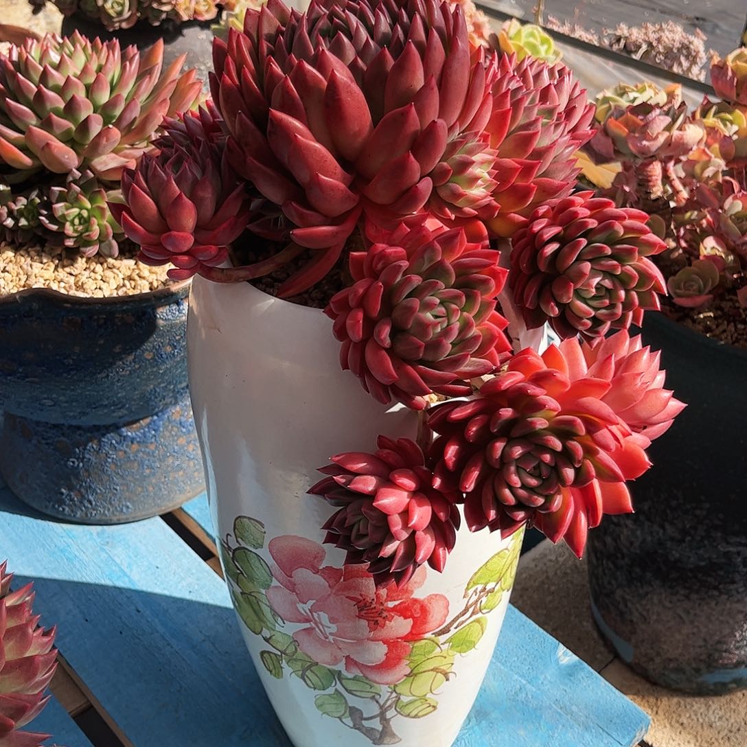 宝***室云南多肉榴莲美人带盆