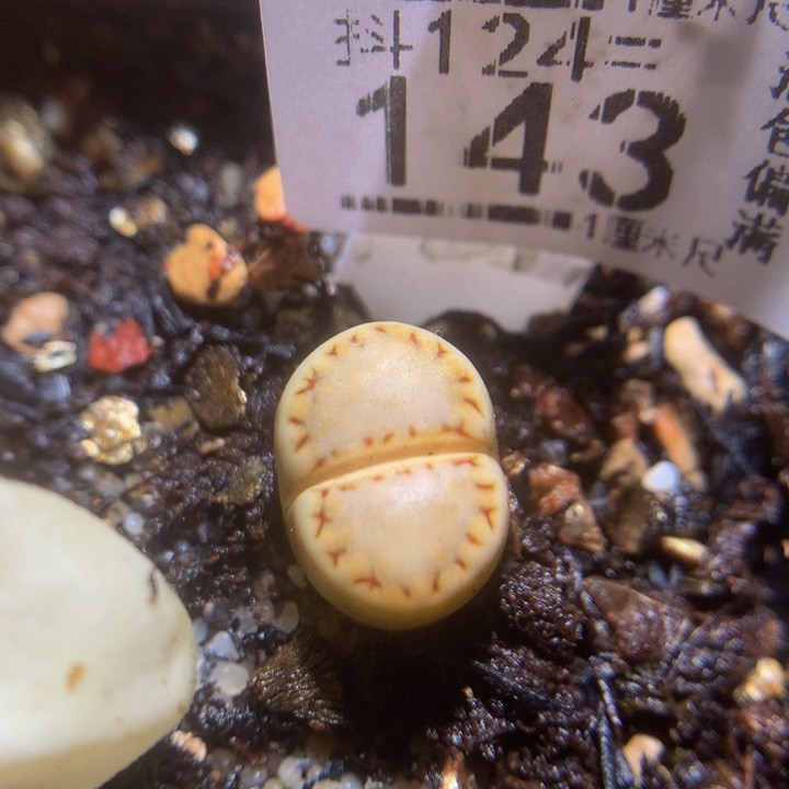 精品生石花124.143