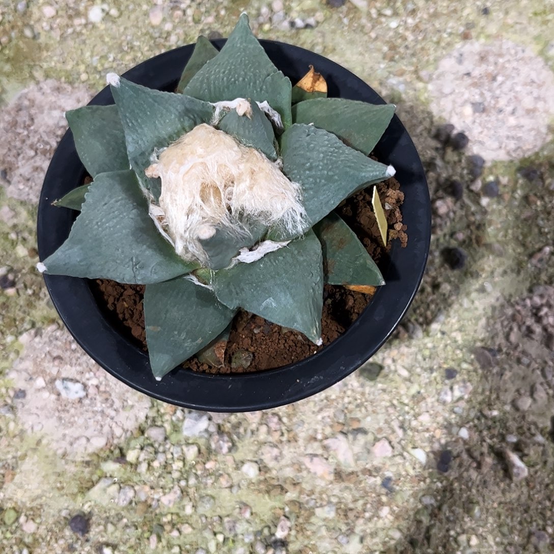 ****旺实生怒涛30号11111