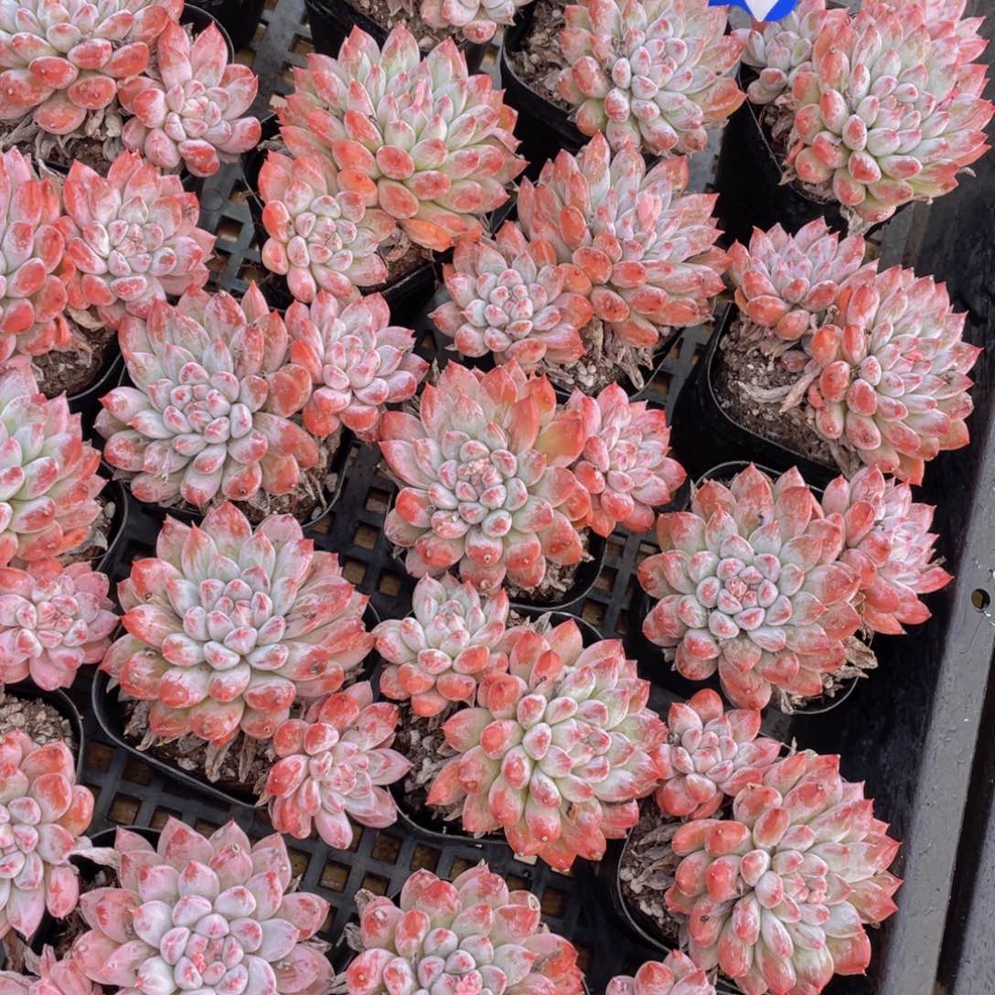 量拍135号 炫彩如雪美人双头2个