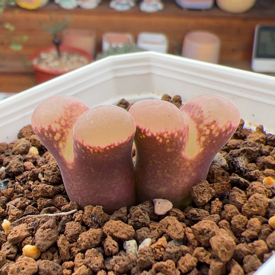 0672号c10x红宝石 多肉植物