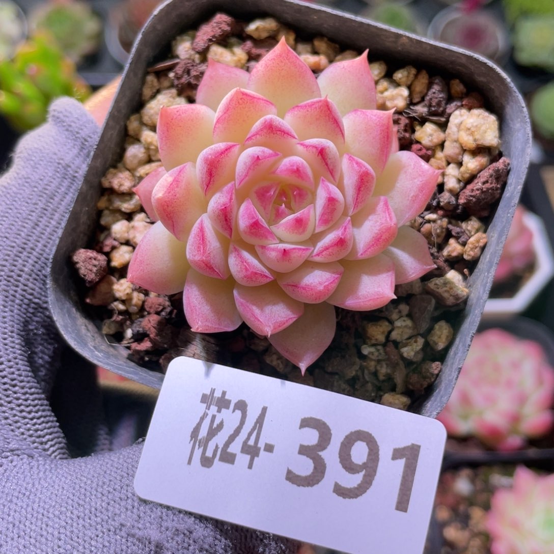 花利美24-391女王玫瑰