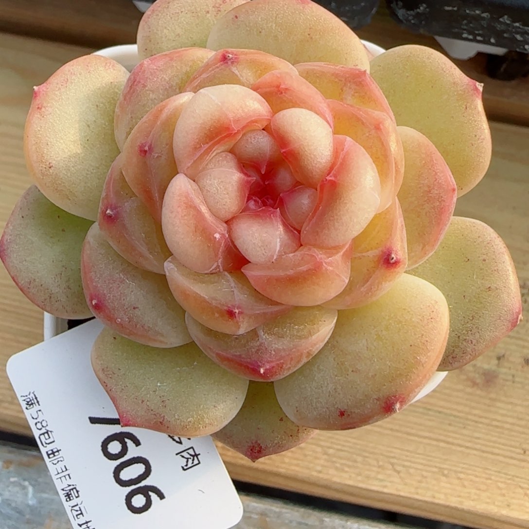 彩虹方糖，7606多肉植物