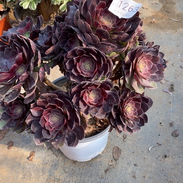 墨染多肉断头不包1263