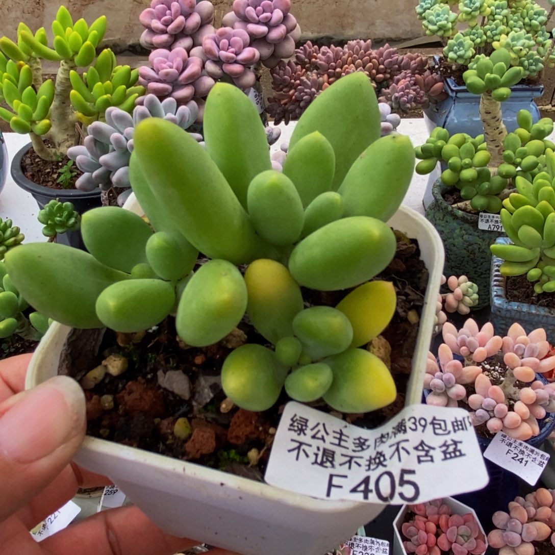 405芒果奶6cm多肉