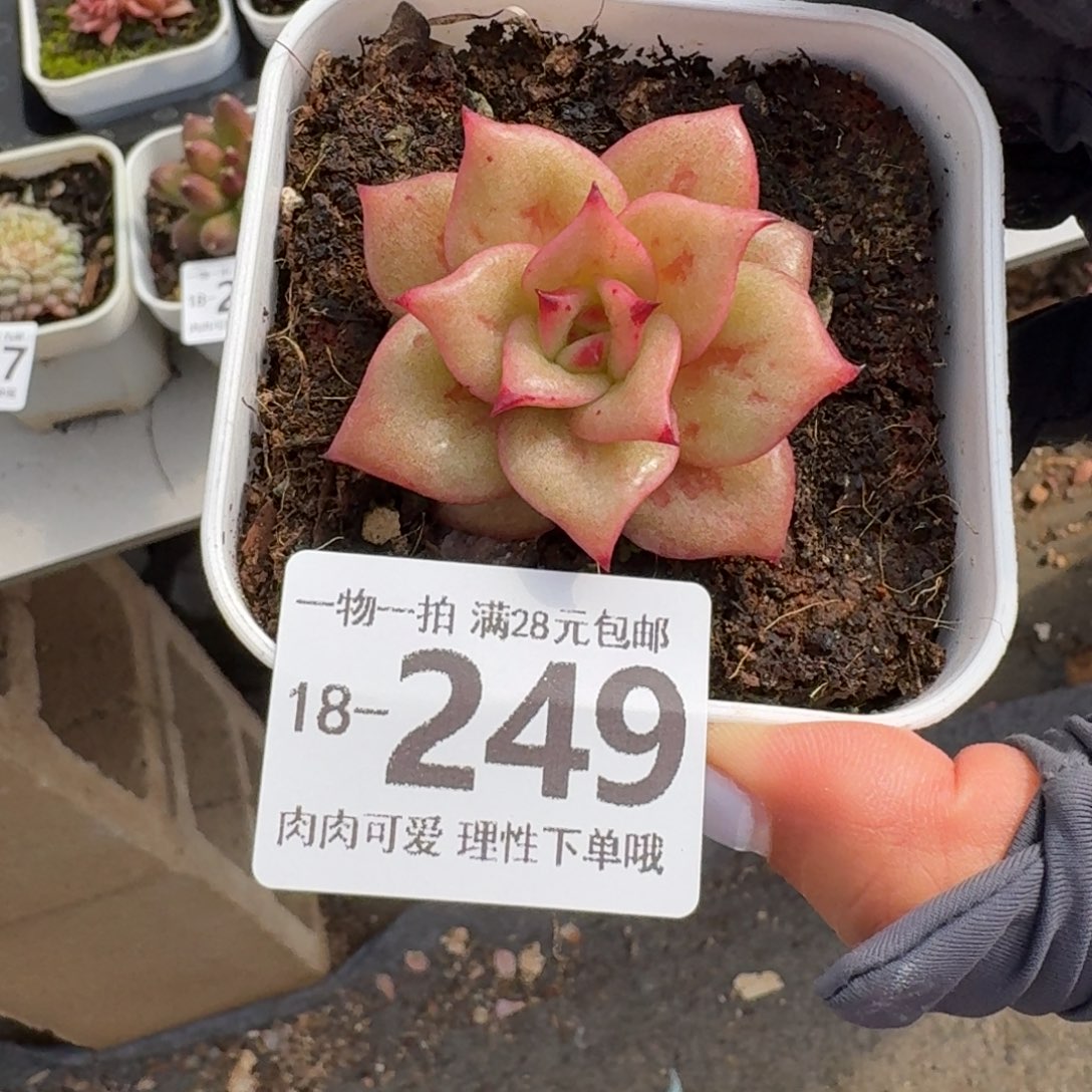 蔷薇无盆土发货无