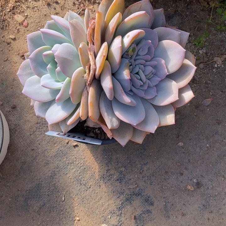 斯***斯588奶茶一颗11111111