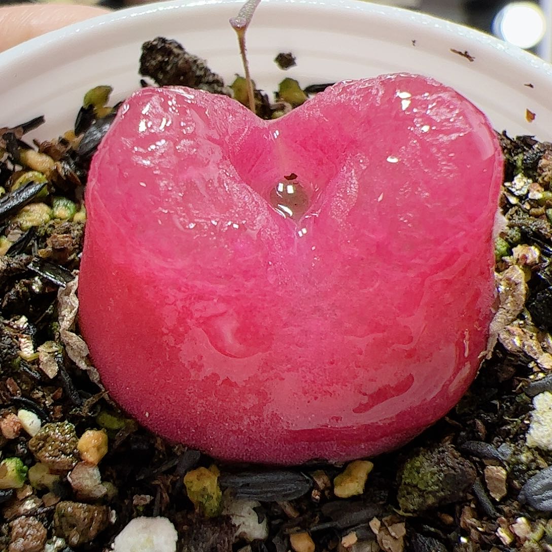 【闪购商品】111 毛毛