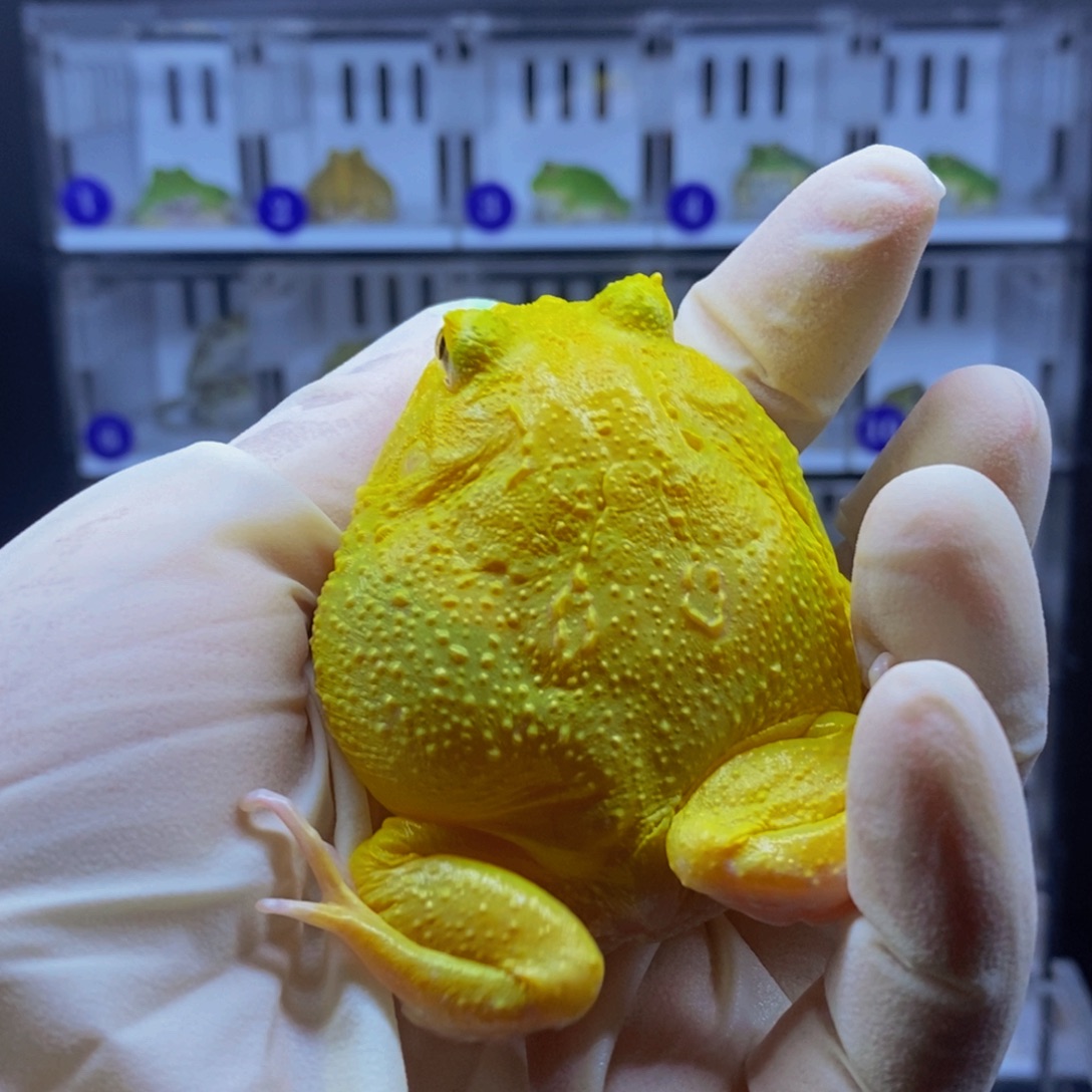 角蛙角蛙闪购专属链接