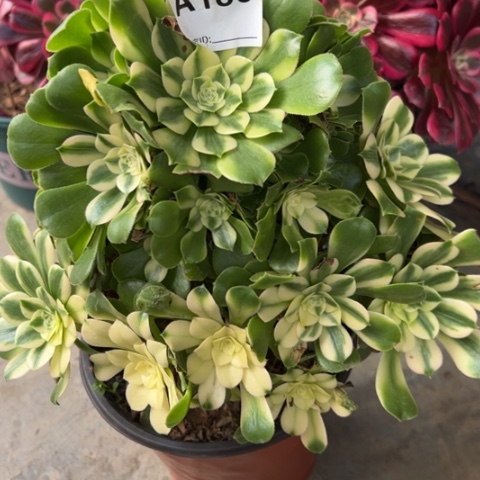 180辛尼亚25厘米左右