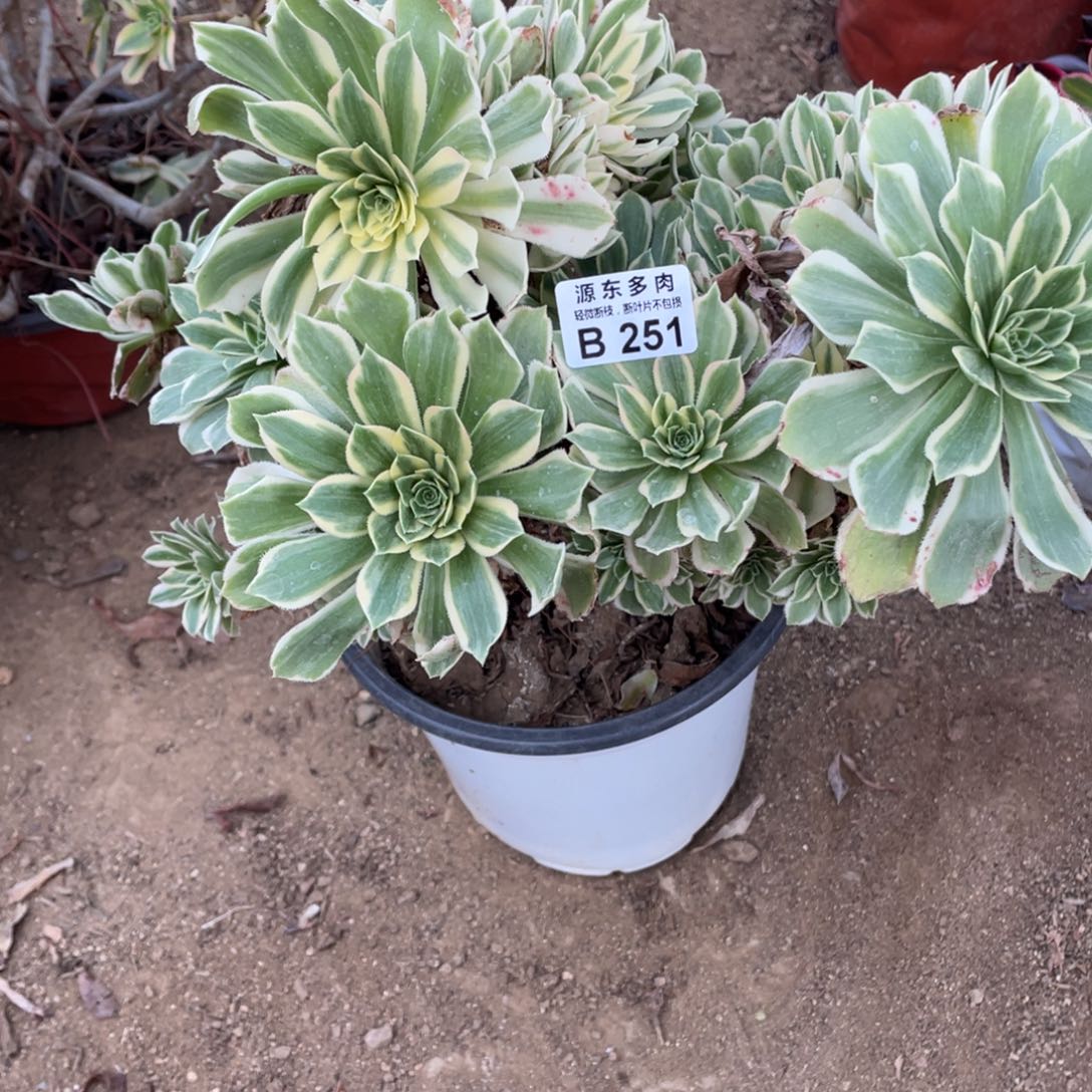 251彦宁多肉法师断枝不包