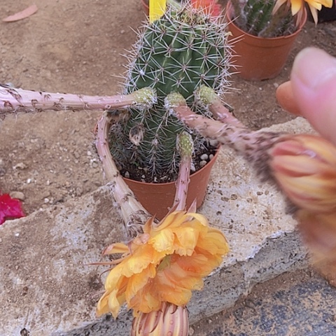 楠*?仙人掌彩草B 106